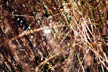 Sonbaharda kuru çimenler, tarlanın sığ derinliğine dikkat edin.