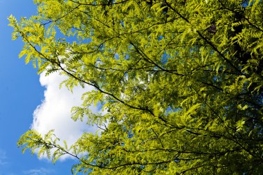 Not alan sığ derinliği arka planda gökyüzü ile Treetop