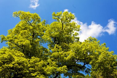 Not alan sığ derinliği arka planda gökyüzü ile Treetop