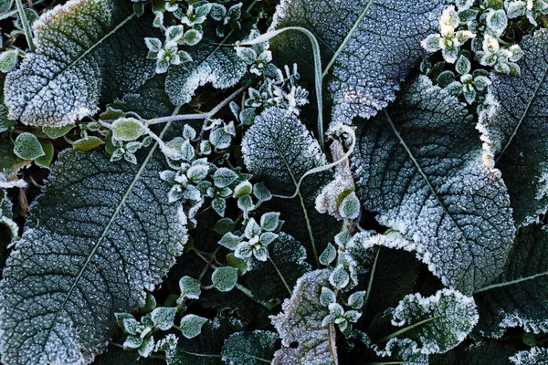 Uma Variedade Plantas Campo Mortos Note Profundidade Rasa Campo — Fotografia de Stock