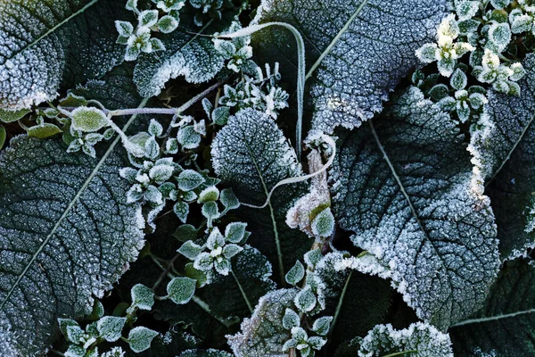 Una Variedad Plantas Campo Los Muertos Nota Poca Profundidad Campo — Foto de Stock