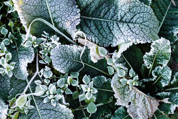 Uma Variedade Plantas Campo Mortos Note Profundidade Rasa Campo — Fotografia de Stock