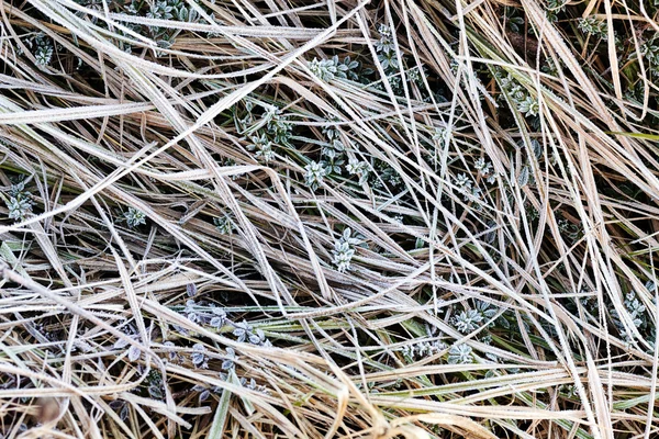 Een Verscheidenheid Aan Planten Het Veld Geslachte Noot Ondiepe Diepte — Stockfoto