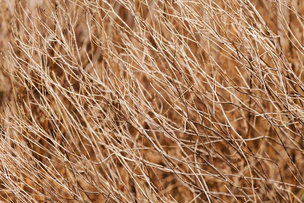 Gräs Hösten Eller Våren Notera Grunt Skärpedjup — Stockfoto