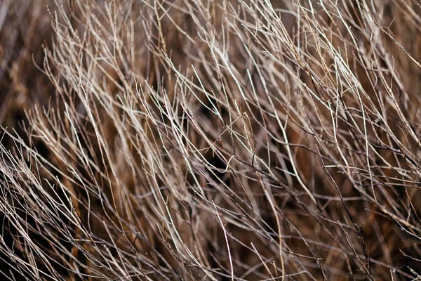 秋天或春天的草 注意田野的浅水深 — 图库照片
