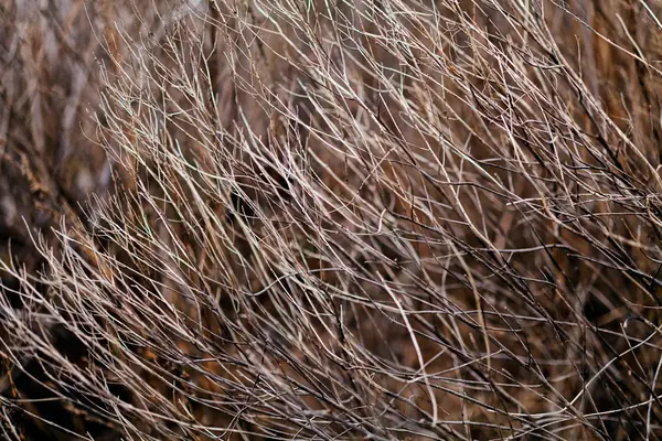 Tráva Podzim Nebo Jaře Všimněte Mělké Hloubky Pole — Stock fotografie