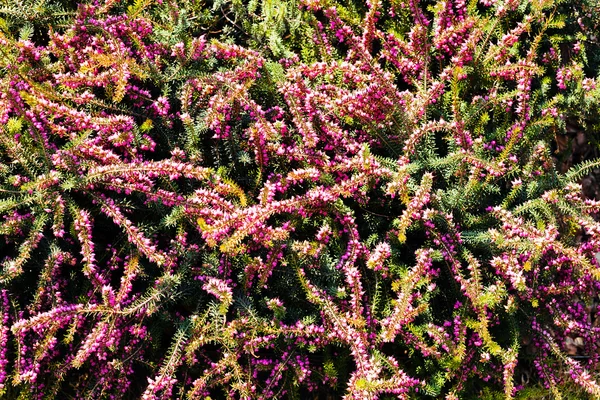 Struik Met Paarse Bloemen Natuur Opmerking Ondiepe Diepte Van Het — Stockfoto