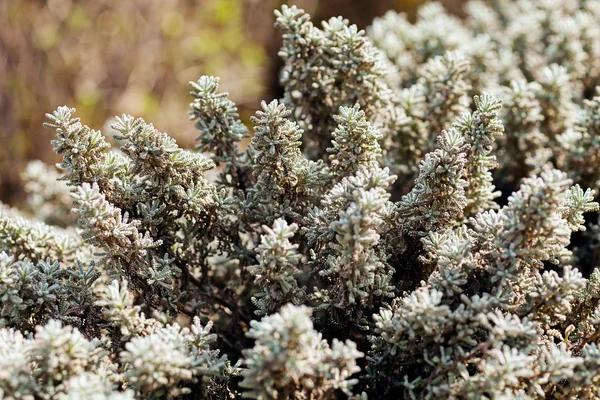 Silver Bushes Nature Note Shallow Depth Field — Stock Photo, Image