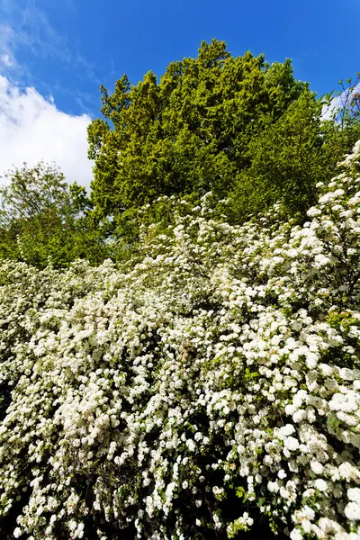 灌木与白色的花在春天 注意浅的领域的部门 — 图库照片
