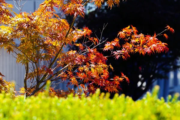 red japanese maple in autumn, note shallow depth of field