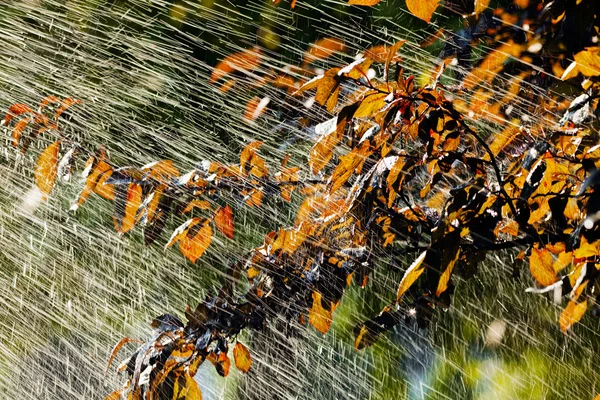 雨水下的叶子 注意地面的浅层深度 — 图库照片