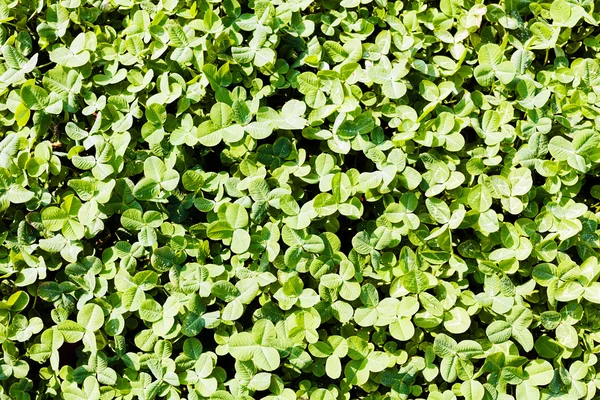 green clover field in nature, note shallow depth of field