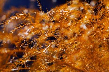 Koyu arkaplanda altın rengi kahverengi çimenler, derin alan derinliğine dikkat edin.