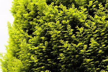 Yeşil yapraklı taç ağacı, derin alan derinliğine dikkat edin.