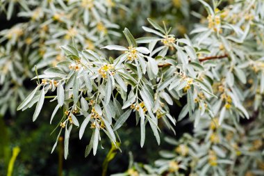 Doğadaki ıhlamur yaprakları ve çiçekler, tarlanın sığ derinliğine dikkat edin.
