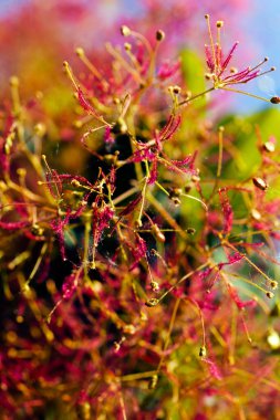 Cotinus coggygria, mor rujevine çiçek, Not alan sığ derinliği