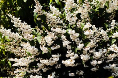 Beyaz Deutzia çiçek açtı, alanın derinliğine dikkat edin.