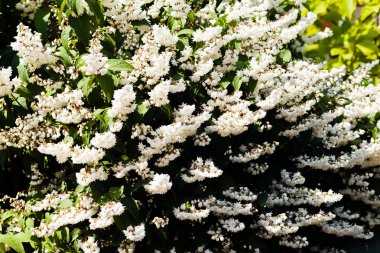 Beyaz Deutzia çiçek açtı, alanın derinliğine dikkat edin.