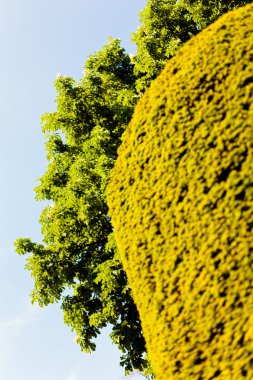 Parklardaki arka planda çit ve ağaç, alanın sığ derinliğine dikkat edin
