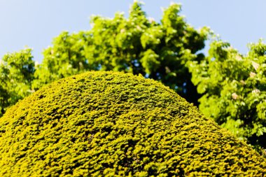 Parklardaki arka planda çit ve ağaç, alanın sığ derinliğine dikkat edin