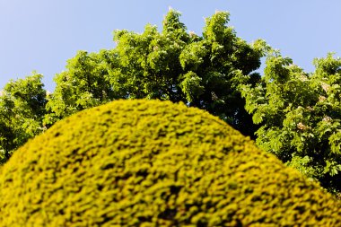 Parklardaki arka planda çit ve ağaç, alanın sığ derinliğine dikkat edin