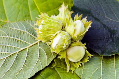 Olgunlaşmadan önce zarda fındık, alan derinliğine dikkat edin.