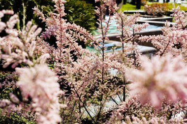 Süslü çalıların doğadaki soluk pembe rengi, yüzeysel alan derinliğine dikkat edin.