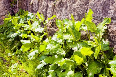 Beton duvar, Not alan sığ derinliği boyunca vahşi bitkiler
