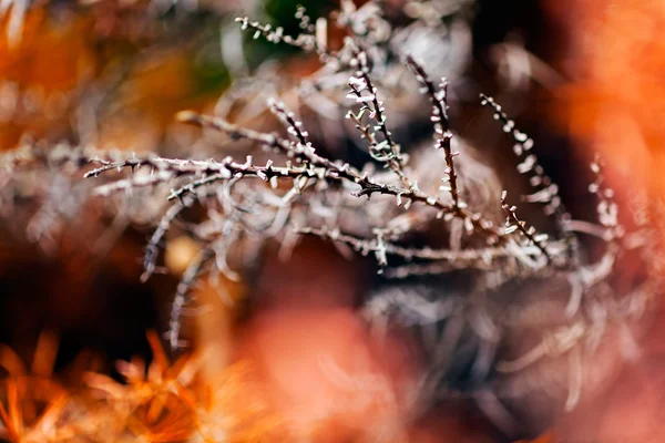 Sottobosco Astratto Nota Profondità Campo Poco Profonda — Foto Stock