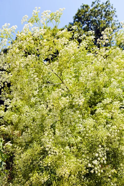 树与白色的花在春天 注意浅的领域的部门 — 图库照片