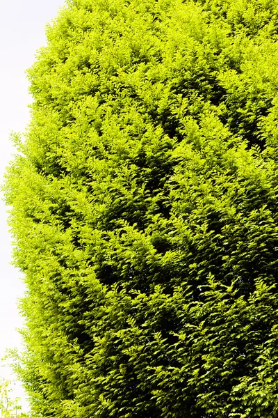 Kronenbaum Mit Grünem Laub Geringe Schärfentiefe Beachten — Stockfoto