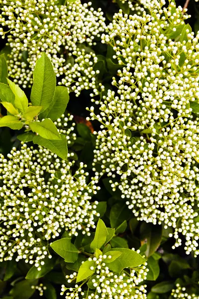 Immergrüne Hecken Mit Knospen Geringe Tiefenschärfe Beachten — Stockfoto