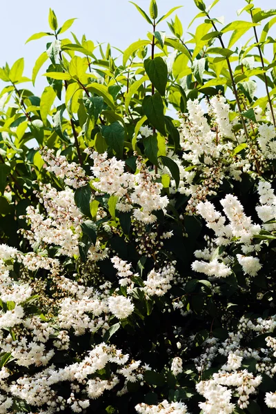 White Deutzia Bloom Note Shallow Depth Field — Stock Photo, Image