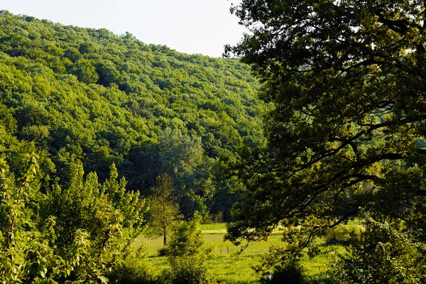 Bella Foresta Verde Primavera Nota Profondità Campo Poco Profonda — Foto Stock