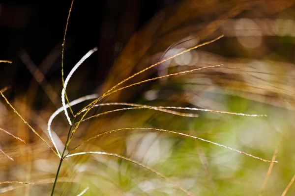 Planta Abstracta Campo Nota Poca Profundidad Campo — Foto de Stock