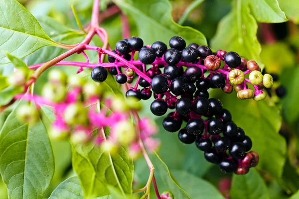 Rostlina Phytolacca Americana Poznámka Mělká Hloubka Pole — Stock fotografie