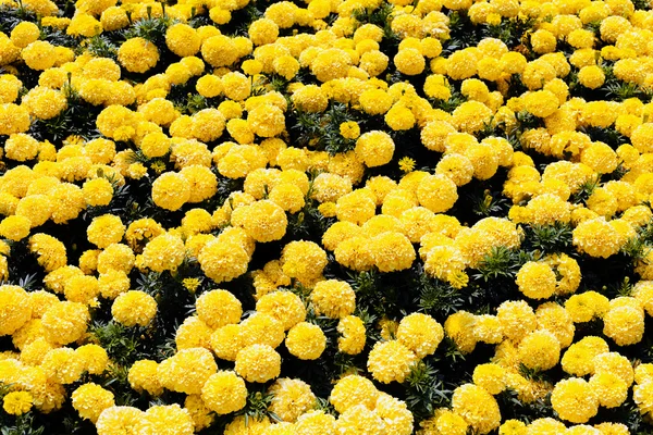 Rośliny Nagietka Rodzaj Słoneczników — Zdjęcie stockowe