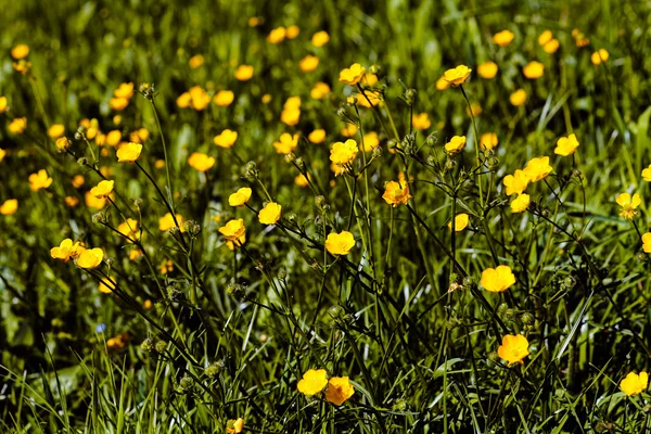 Mountain Buttercup Nature Note Shallow Depth Field — Stock Photo, Image