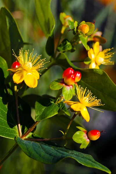 Decoración Flores Amarillas Capullos Rojos Nota Poca Profundidad Campo — Foto de Stock