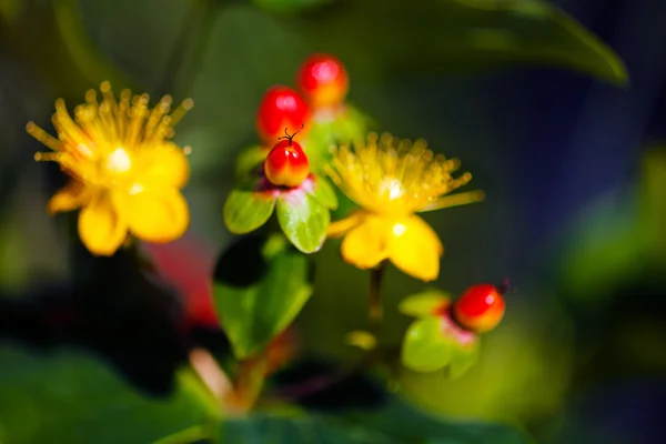 Décoration Fleurs Jaunes Bourgeons Rouges Note Faible Profondeur Champ — Photo