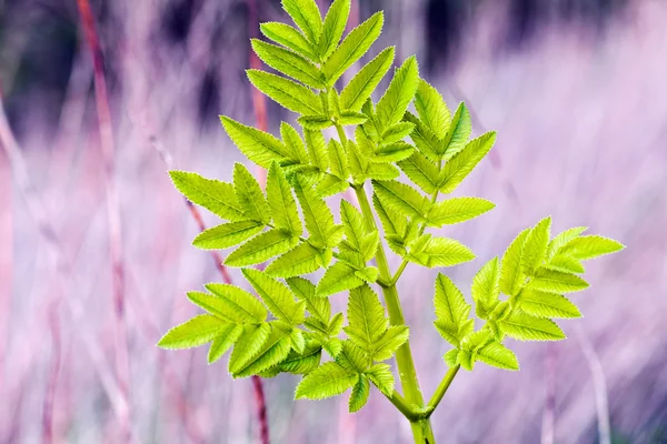 Folha Verde Fundo Roxo Observe Profundidade Rasa Campo — Fotografia de Stock