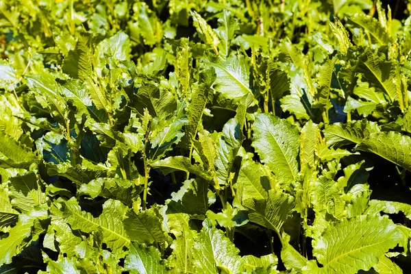 沿着水泥墙的野生植物 注意浅层的田野深度 — 图库照片