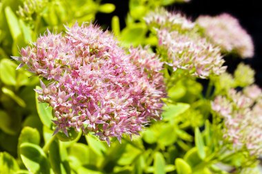 Sedum Spectabile 