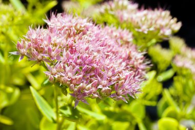 Sedum Spectabile 