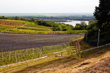 Sırt destekli yabanmersini tarlaları, sığ alan derinliğine dikkat edin.