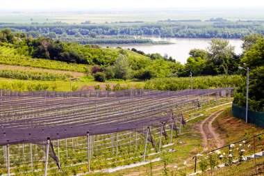Sırt destekli yabanmersini tarlaları, sığ alan derinliğine dikkat edin.