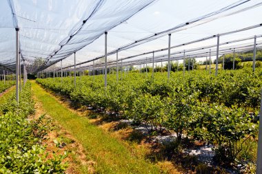 Sırt destekli yabanmersini tarlaları, sığ alan derinliğine dikkat edin.