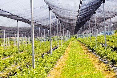 Sırt destekli yabanmersini tarlaları, sığ alan derinliğine dikkat edin.