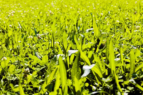 Hierba Verde Primavera Nota Poca Profundidad Campo — Foto de Stock