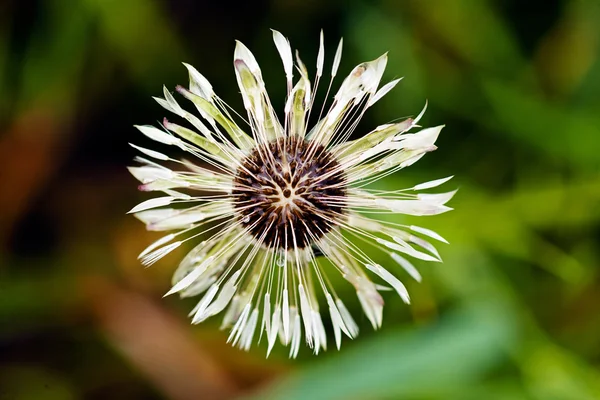 Dente Leone Bianco Con Sfondo Verde Nota Profondità Campo Poco — Foto Stock